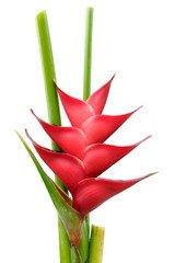 Fleur de Balisier rouge